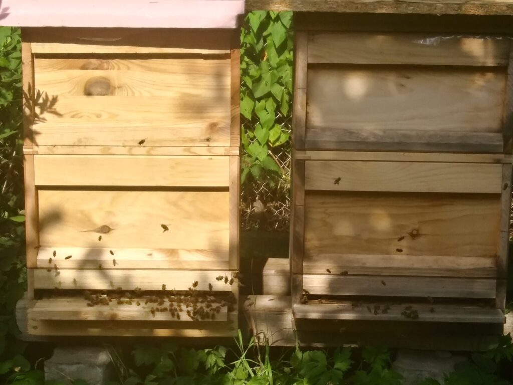 Bienenstand der Grabfeld Imkerei im Sommer